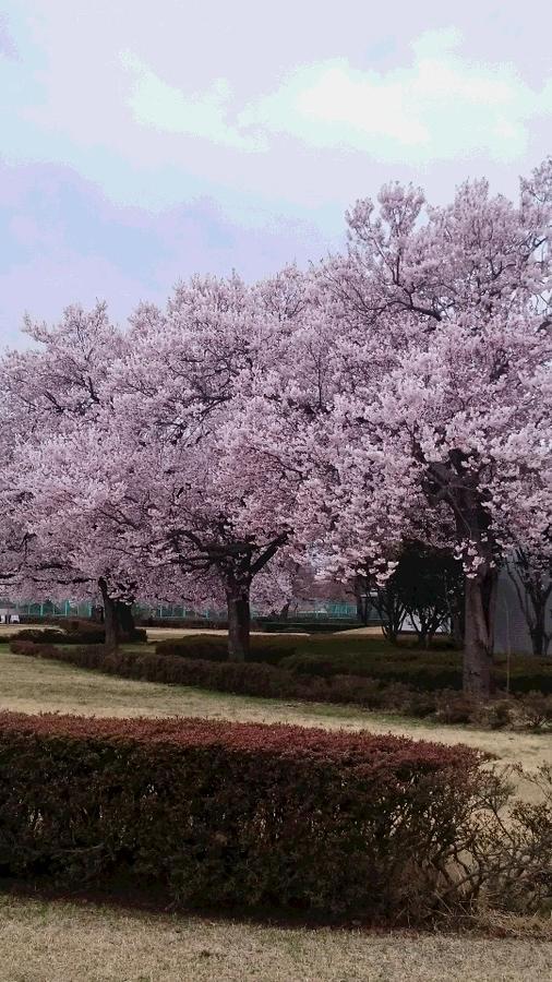Oya No Yu Hotel ไอสุวากามัตซึ ภายนอก รูปภาพ